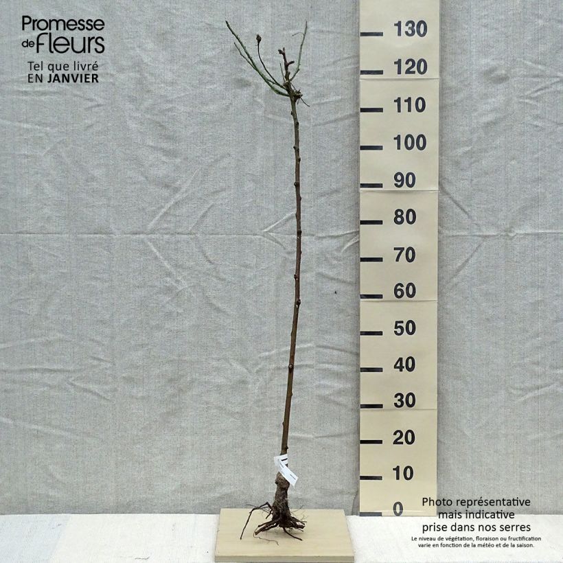 Amostra de Rosier tige Parfum Royal Raízes nuas tal como entregue no inverno
