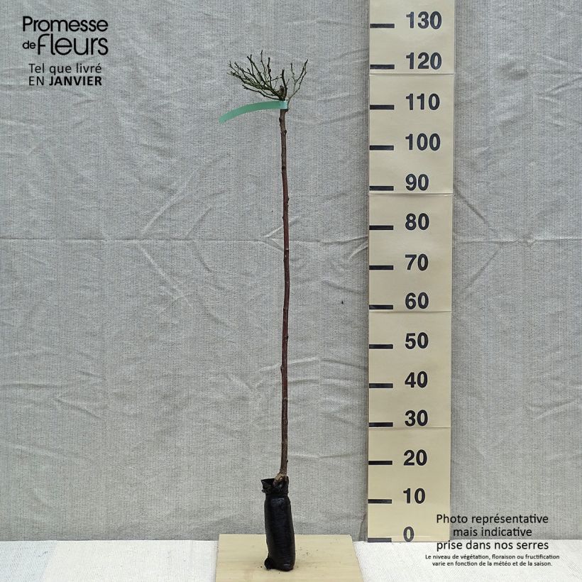 Amostra de Rosier Tige The Fairy Raízes nuas em torrão, Haste tal como entregue no inverno