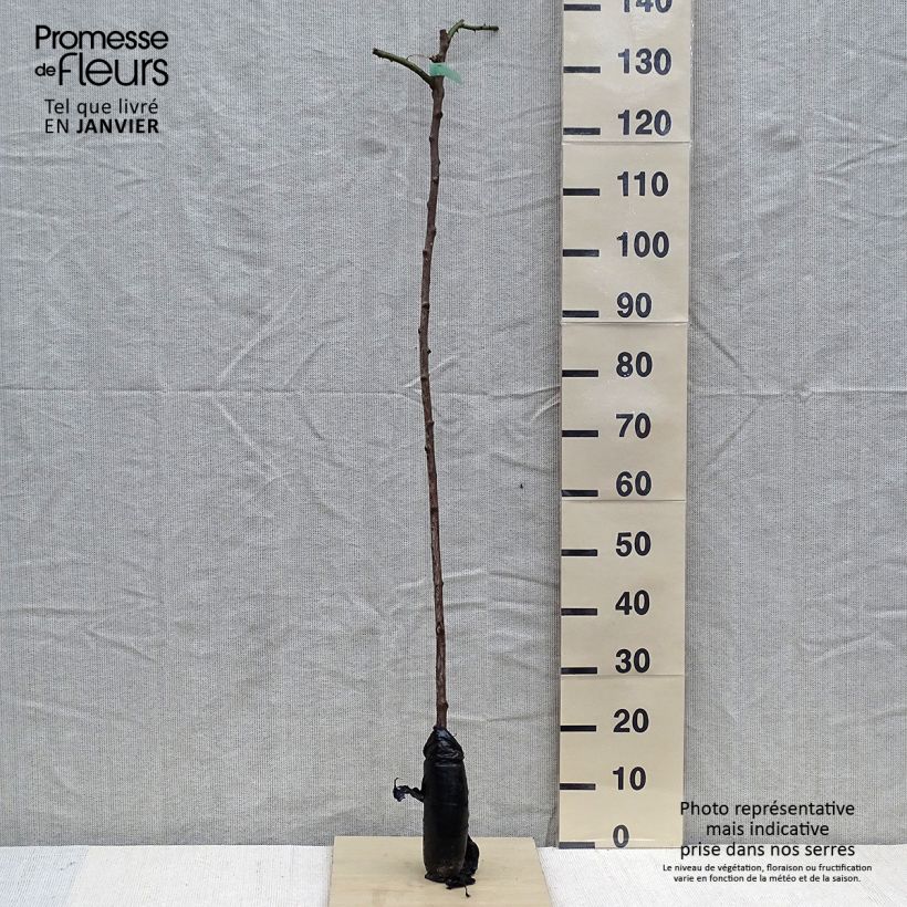 Amostra de Rosier tige pleureur New Dawn Racines nues en motte tal como entregue no inverno