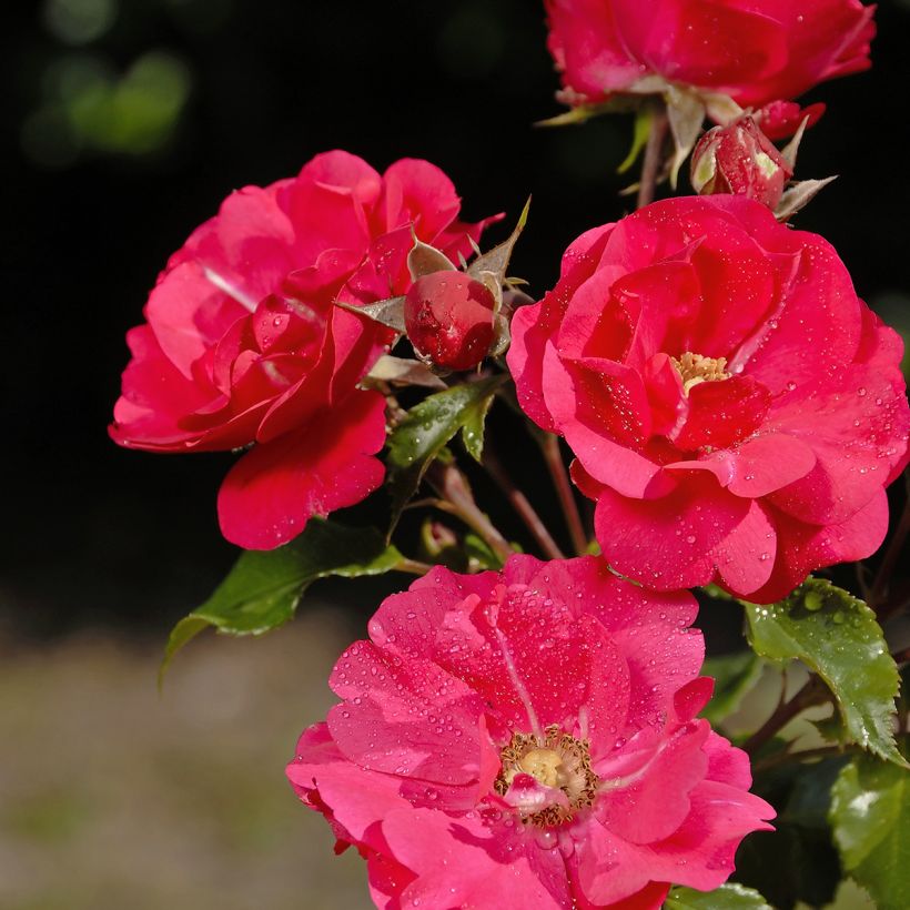 Roseira de pátio Patio Rose Xenia (Floração)