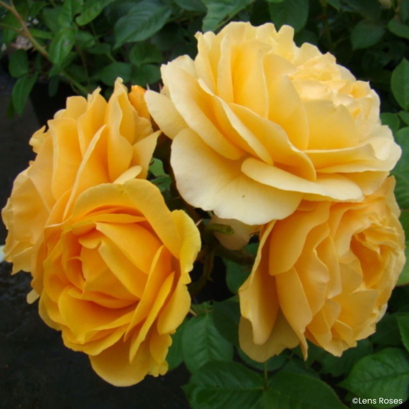 Roseira floribunda Julia Child (Absolutely Fabulous) (Floração)