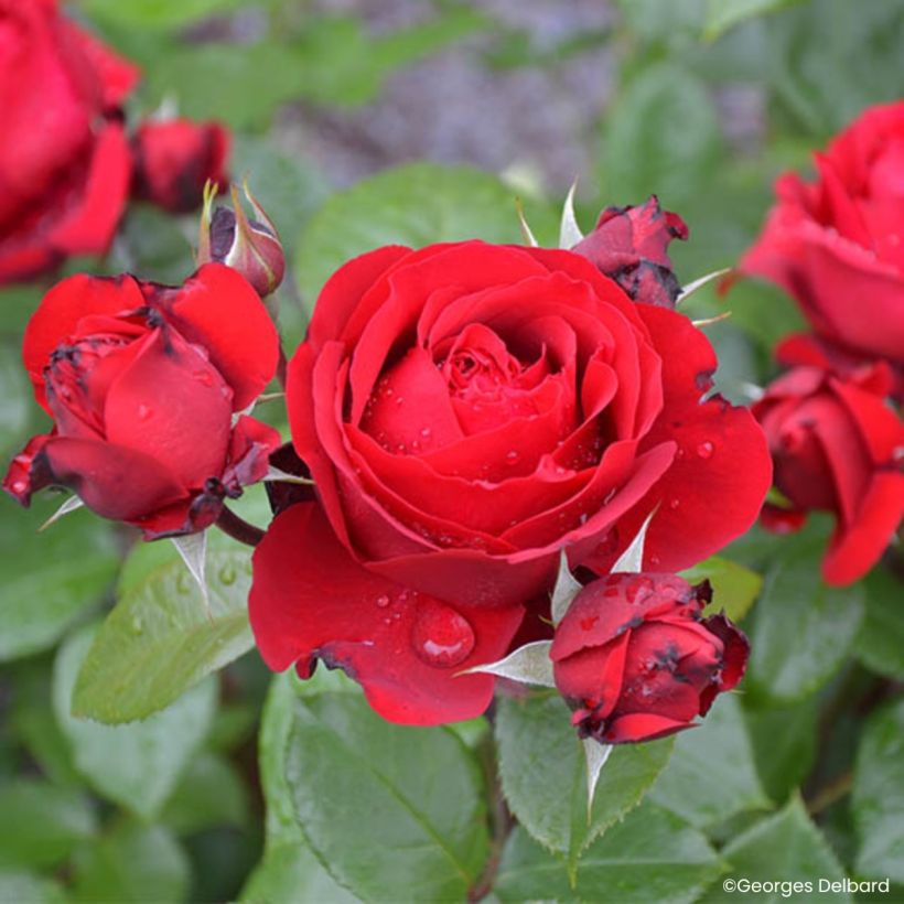 Roseira floribunda Société Nationale d'Horticulture de France (Floração)