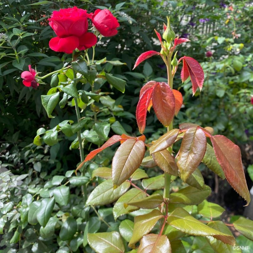 Roseira floribunda Société Nationale d'Horticulture de France (Folhagem)
