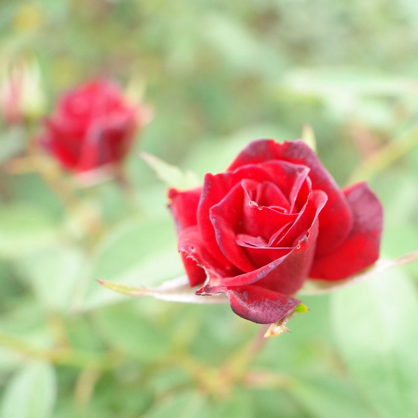 Roseira miniatura Baby Baccara (Floração)