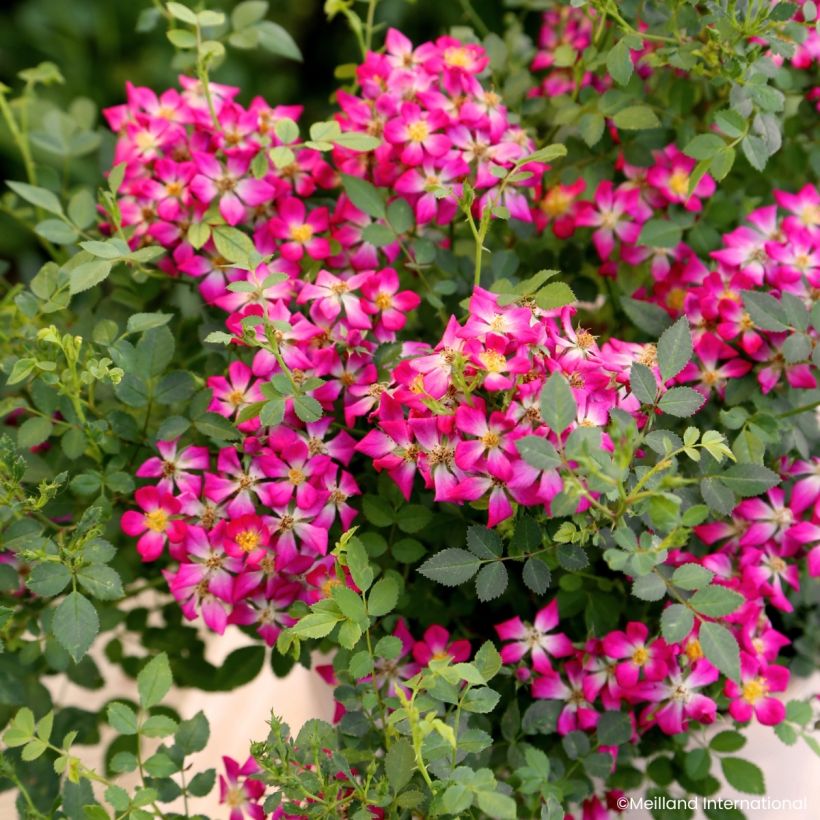 Roseira miniatura Galaxy Antares (Floração)