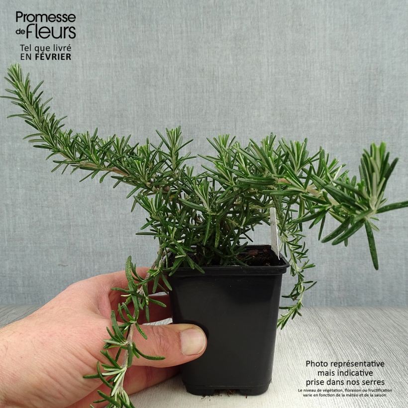 Amostra de Alecrim Blue Cascade Vaso de 8/9 cm tal como entregue no inverno