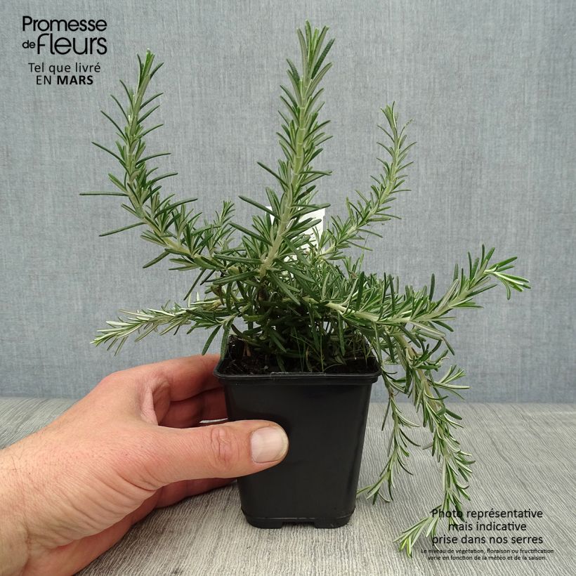 Amostra de Alecrim Blue Cascade Vaso de 8/9 cm tal como entregue na primavera