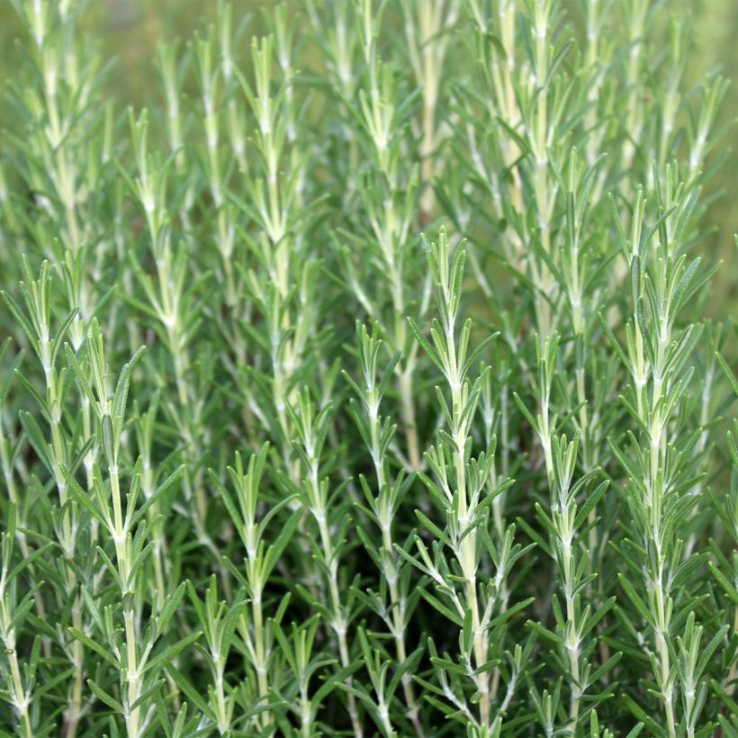 Alecrim Mrs. Jessop's Upright (Hábito)