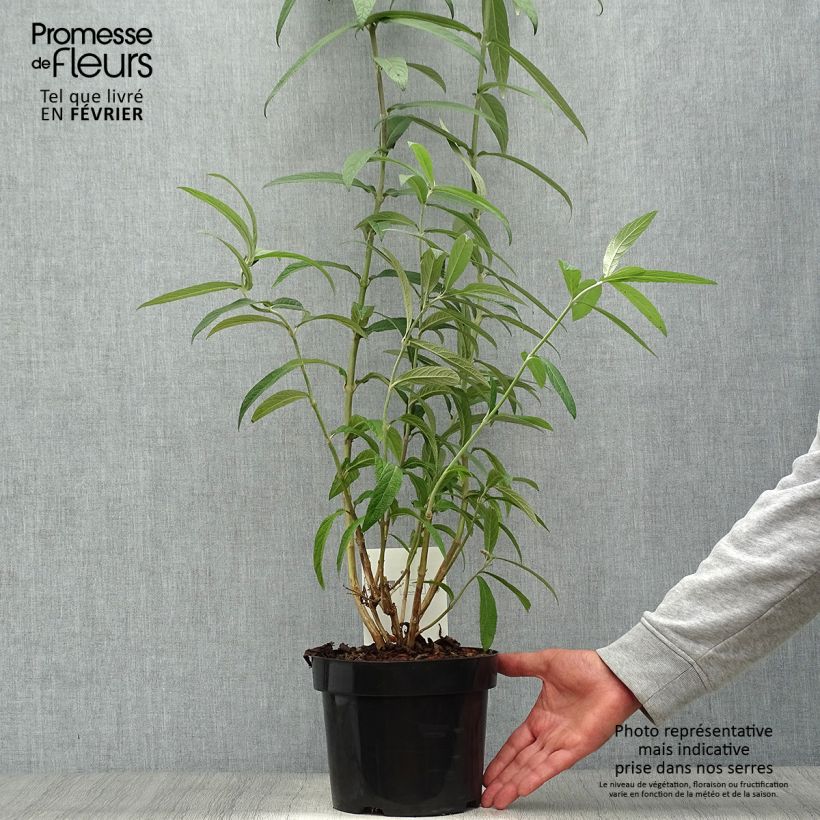 Amostra de Rostrinucula dependens Happy Cascade Vaso de 3 L/4 L tal como entregue no outono