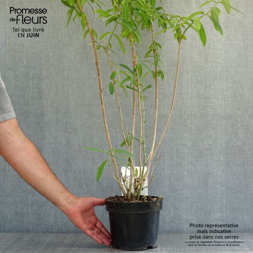 Amostra de Rostrinucula dependens Happy Cascade Vaso de 3 L/4 L tal como entregue no verão