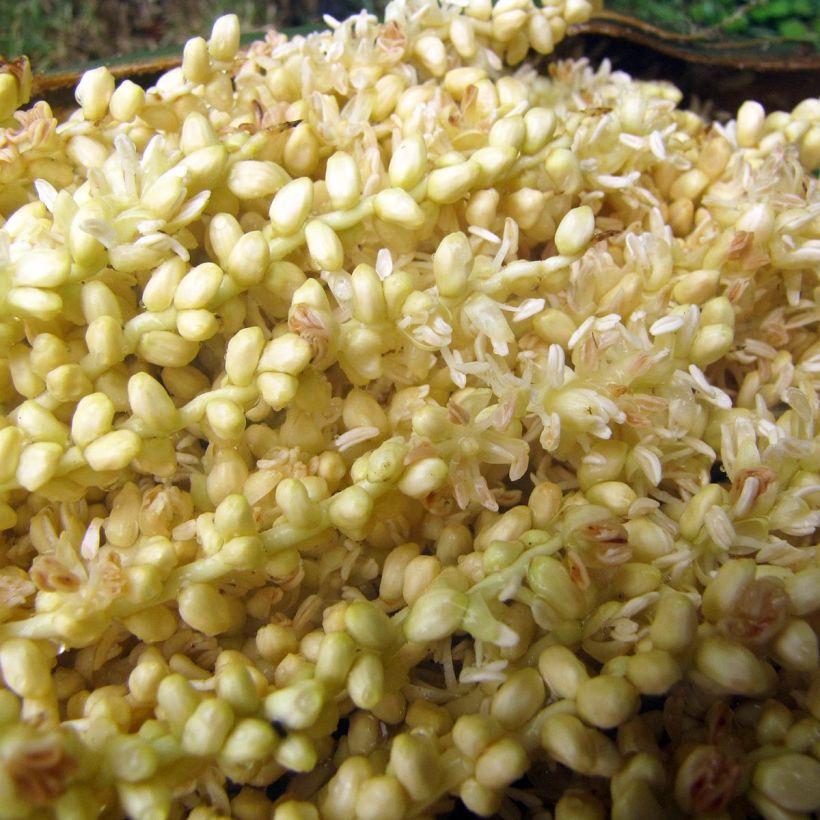 Roystonea regia (Floração)