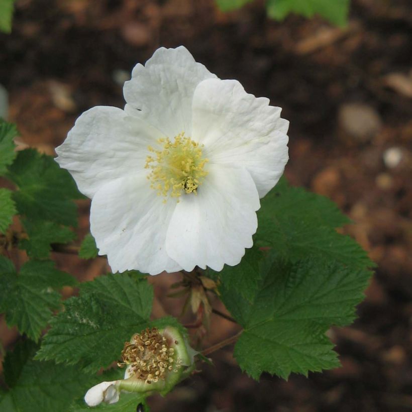 Rubus tridel Benenden (Floração)