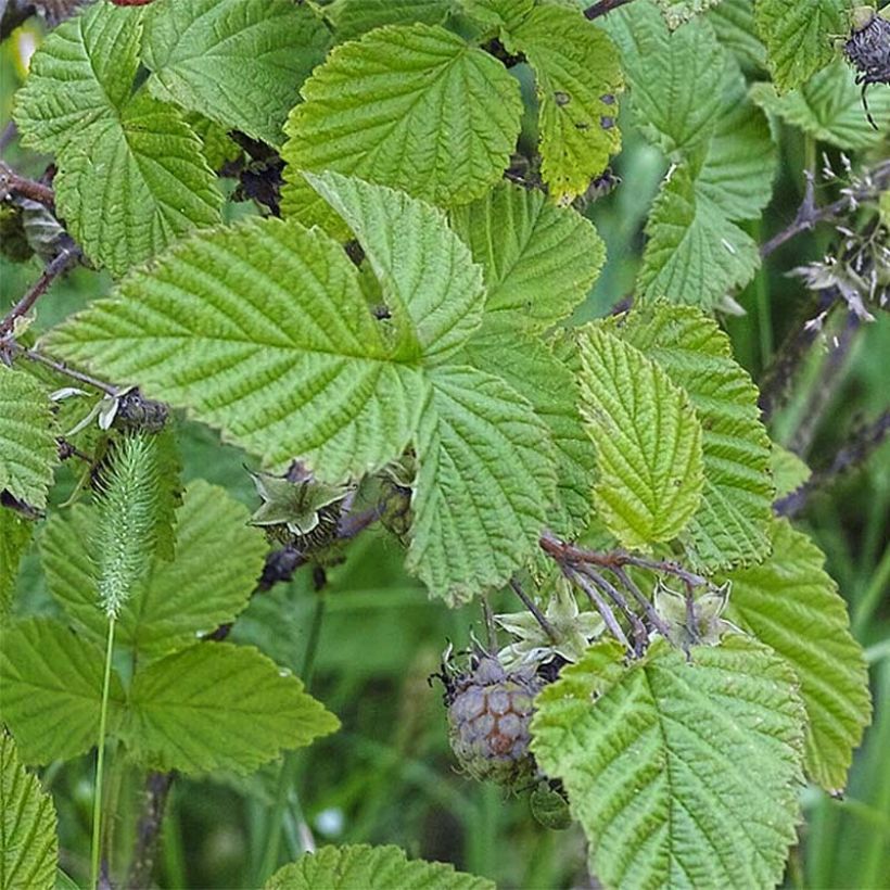 Framboeseiro Rustica - Rubus idaeus (Folhagem)