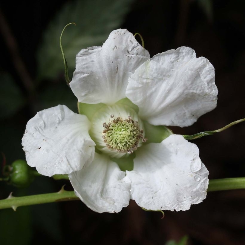 Rubus illecebrosus (Floração)