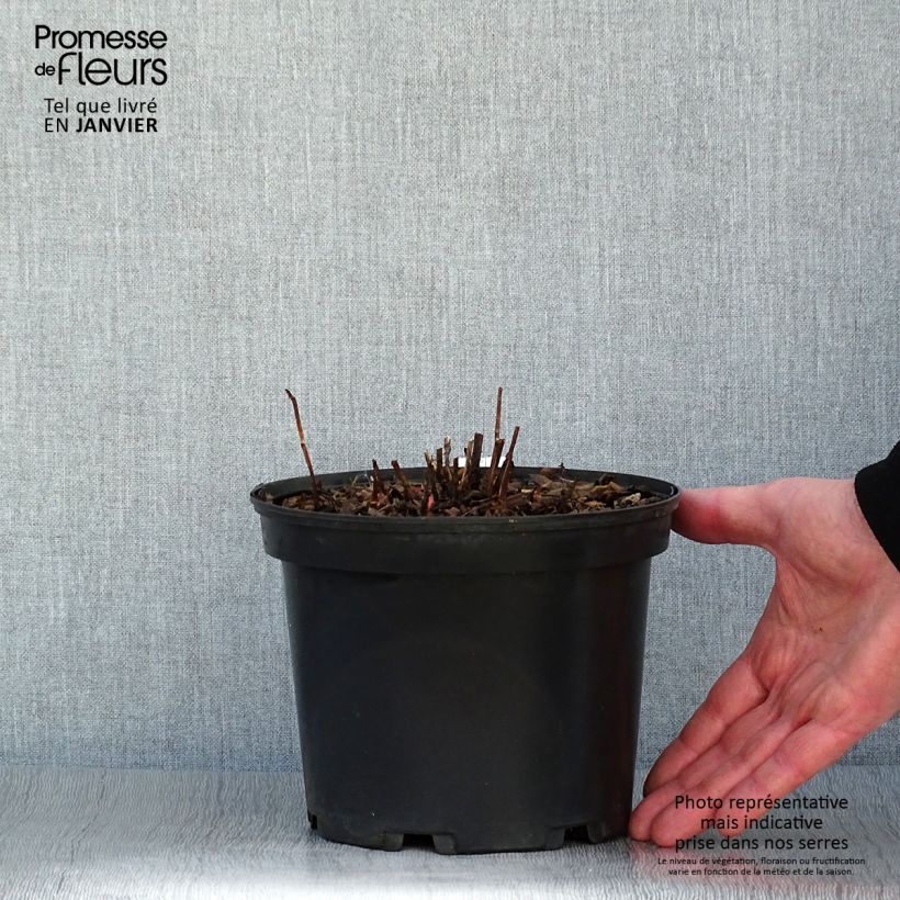 Amostra de Rubus illecebrosus Vaso de 2 L/3 L tal como entregue no inverno