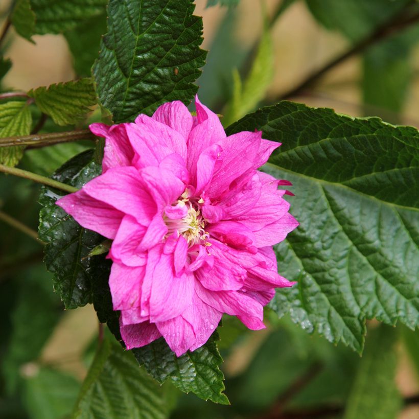 Rubus spectabilis Olympic Double (Floração)
