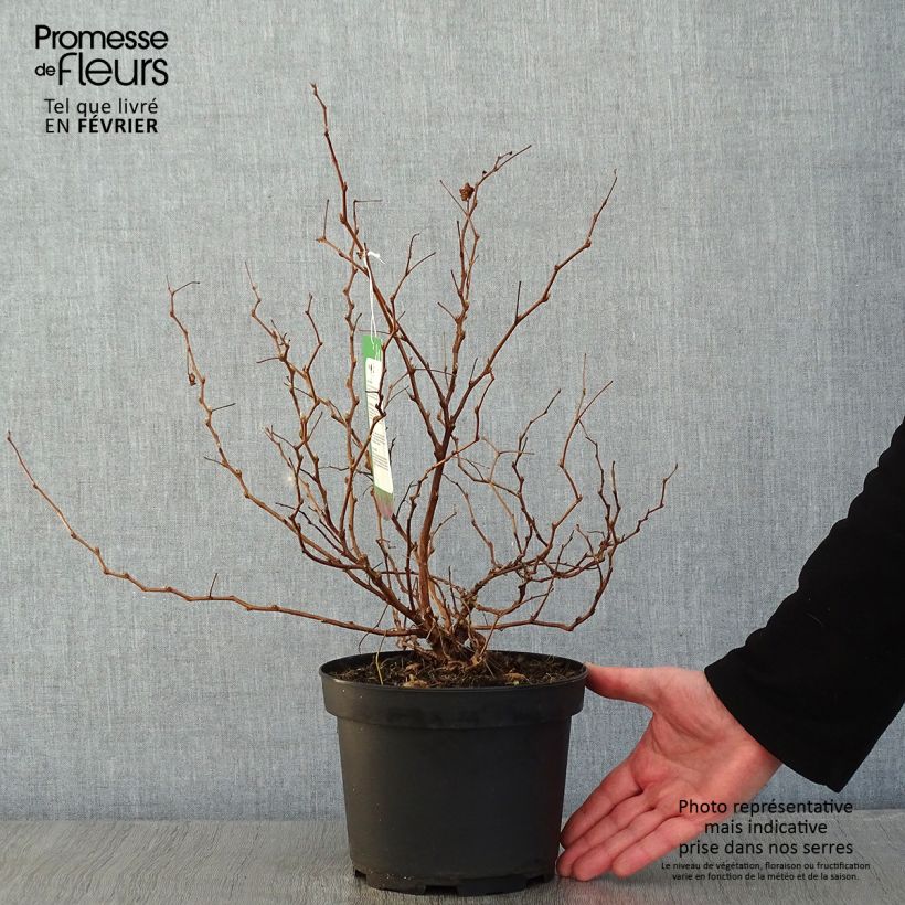 Amostra de Rubus spectabilis Olympic Double (Flore Pleno) - Ronce d'ornement Vaso de 3 L/4 L tal como entregue no inverno