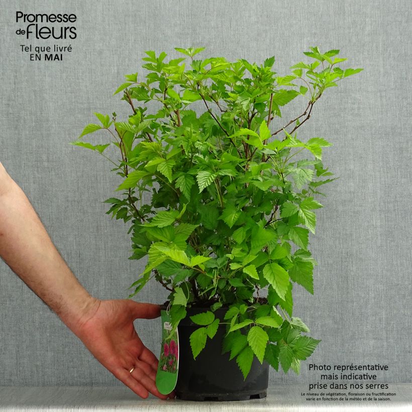 Amostra de Rubus spectabilis Olympic Double Vaso de 3 L/4 L tal como entregue na primavera