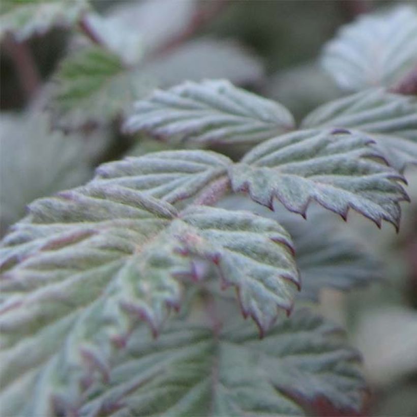 Rubus thibetanus Silver Fern (Folhagem)