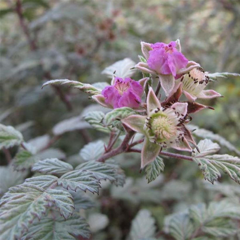 Rubus thibetanus Silver Fern (Floração)