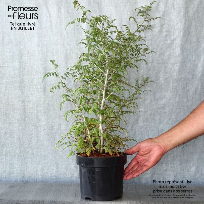 Amostra de Rubus thibetanus Silver Fern Vaso de 3 L/4 L tal como entregue no verão
