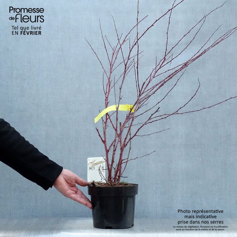 Amostra de Rubus thibetanus Silver Fern - Ronce d'ornement Vaso de 3 L/4 L tal como entregue no inverno