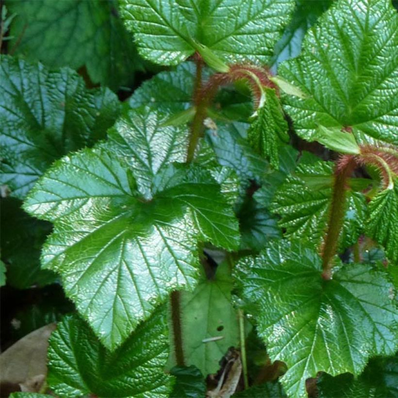 Rubus tricolor (Folhagem)