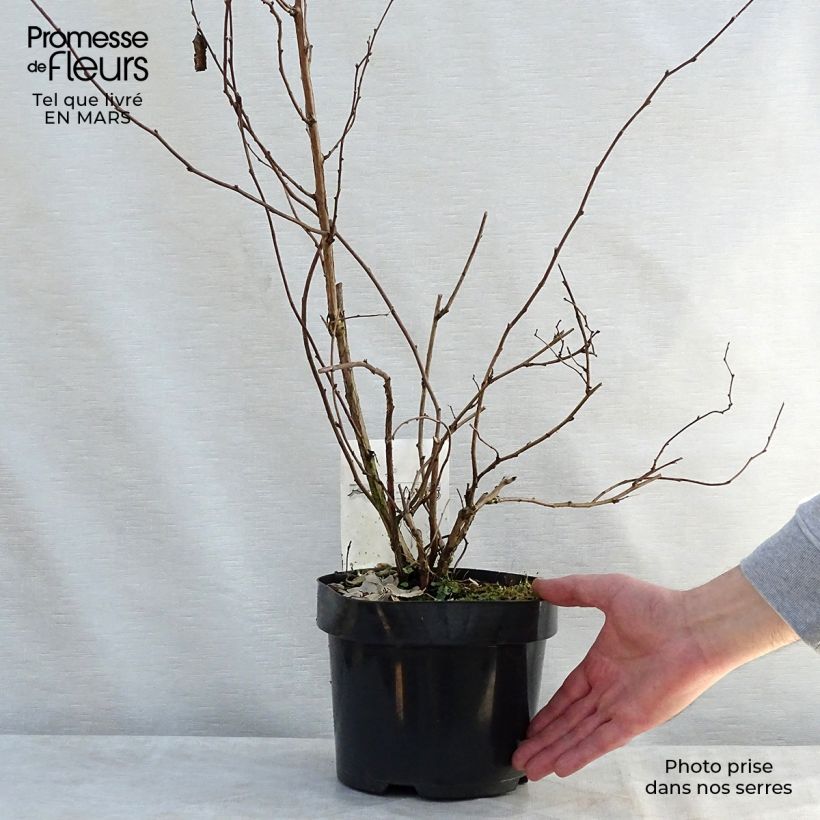 Amostra de Rubus tridel Benenden Vaso de 3 L/4 L tal como entregue na primavera