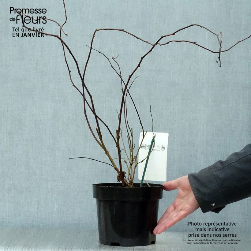 Amostra de Rubus tridel Benenden - Ronce d'ornement. Vaso de 3 L/4 L tal como entregue no inverno