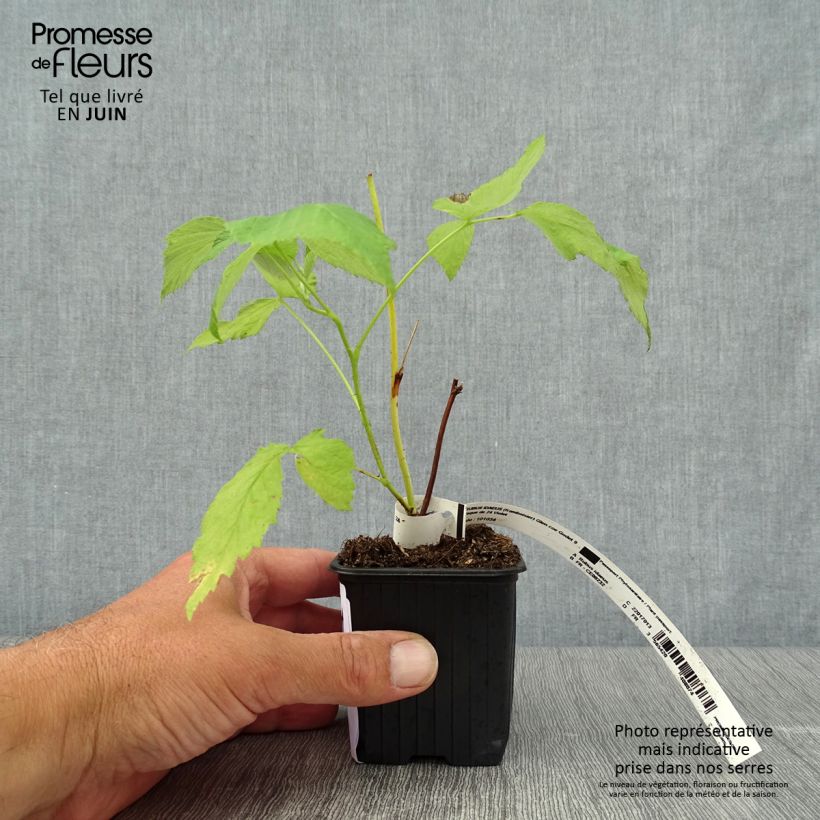 Amostra de Framboeseiro Glen Coe - Rubus x neglectus Vaso de 8/9 cm tal como entregue no verão