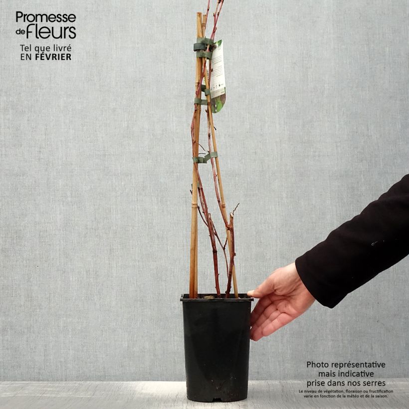 Amostra de Framboisier Glen Coe Vaso de 2 L/3 L tal como entregue no inverno