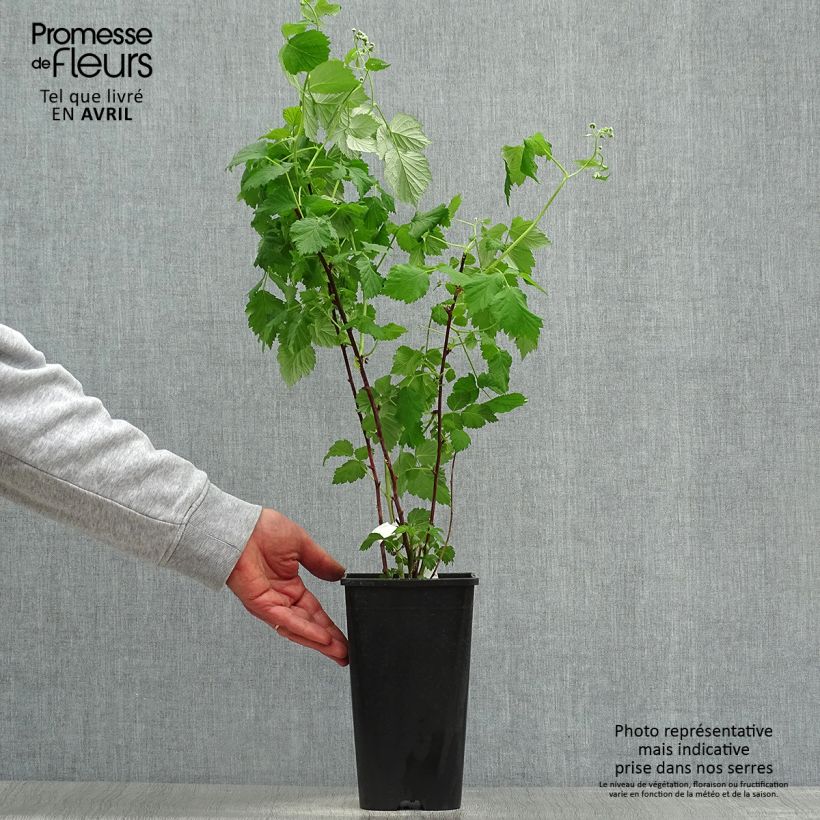 Amostra de Framboeseiro Glen Coe - Rubus x neglectus Vaso de 2 L/3 L tal como entregue na primavera