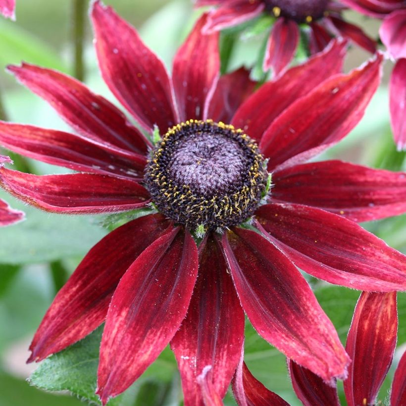 Rudbeckia hirta Cherry Brandy (Floração)
