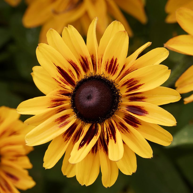 Rudbeckia Giggling SmileyZ (Floração)