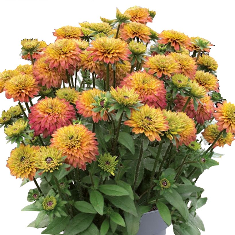 Rudbeckia Rudy Double Rose Yellow (Floração)