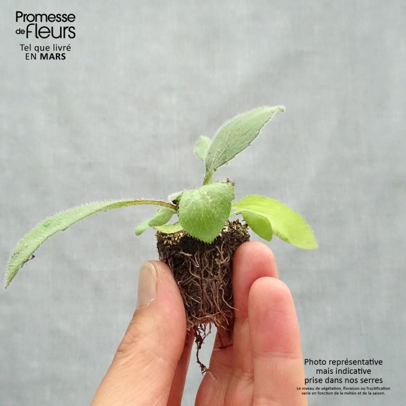 Amostra de Rudbeckia annuel Cherry Brandy Jardimotte : motte 3,8 cm x 3,2 cm en plaque de culture par 16 tal como entregue na primavera