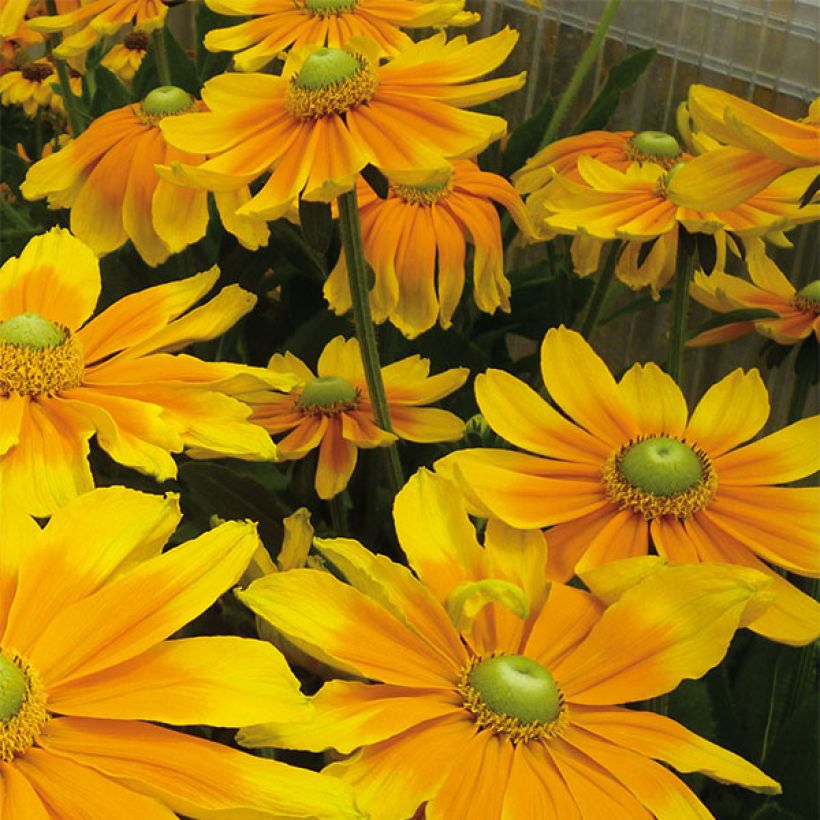 Rudbeckia hirta Prairie Sun (Floração)