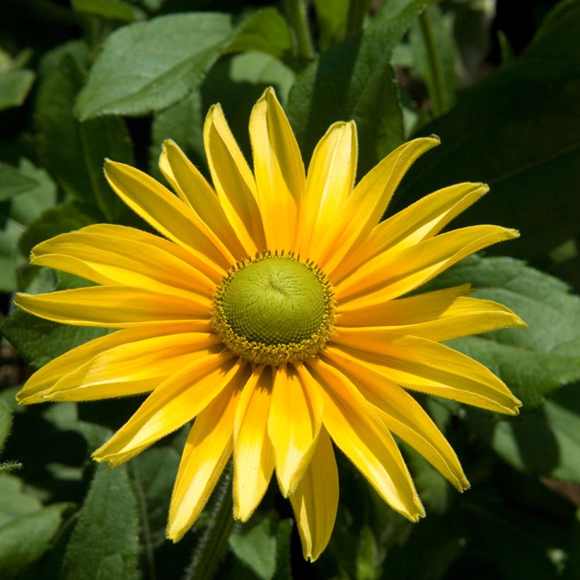 Rudbeckia hirta Prairie Sun (Hábito)