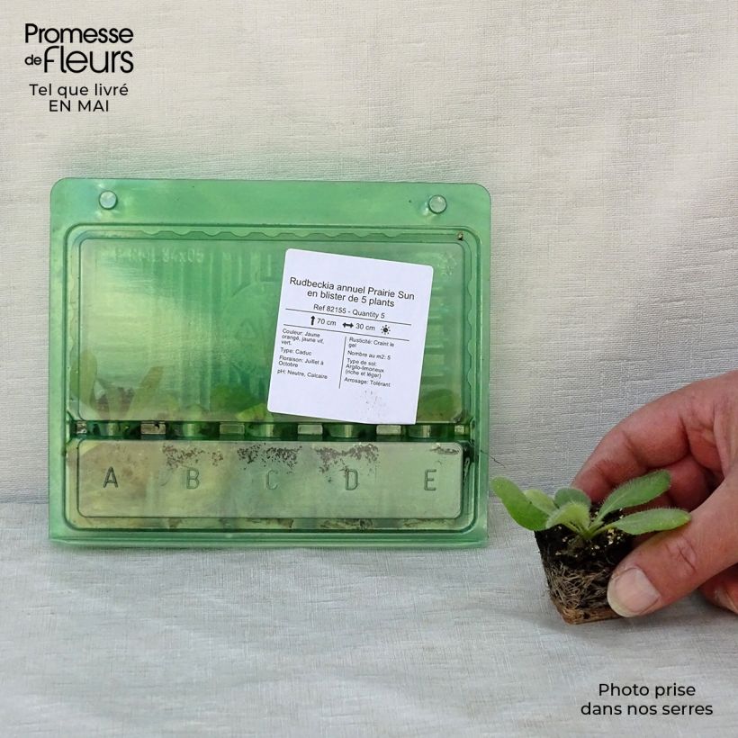 Amostra de Rudbeckia annuel Prairie Sun Mini-motte Ø 3/4 cm tal como entregue na primavera
