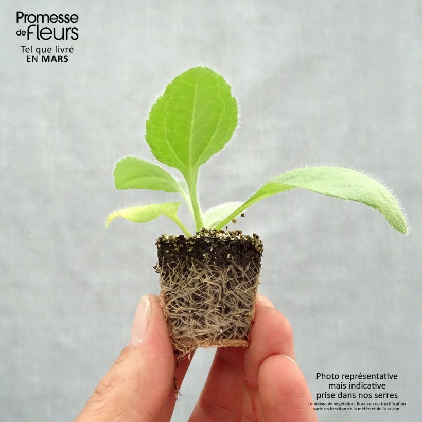 Amostra de Rudbeckia annuel Prairie Sun Jardimotte : motte 3,8 cm x 3,2 cm en plaque de culture par 16 tal como entregue na primavera