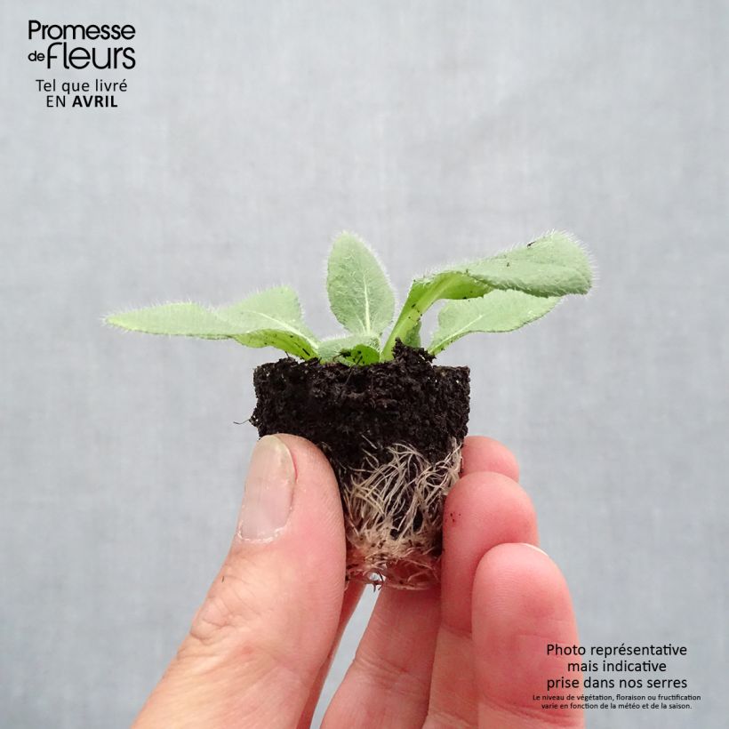 Amostra de Rudbeckia annuel Sunbeckia Luna Mini-motte Ø 1,5/2,5 cm tal como entregue na primavera