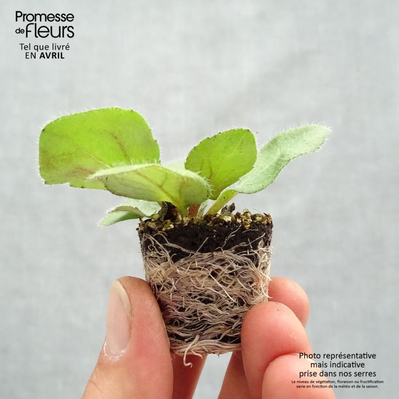 Amostra de Rudbeckia annuel Sunbeckia Mia Mini-motte Ø 1,5/2,5 cm tal como entregue na primavera