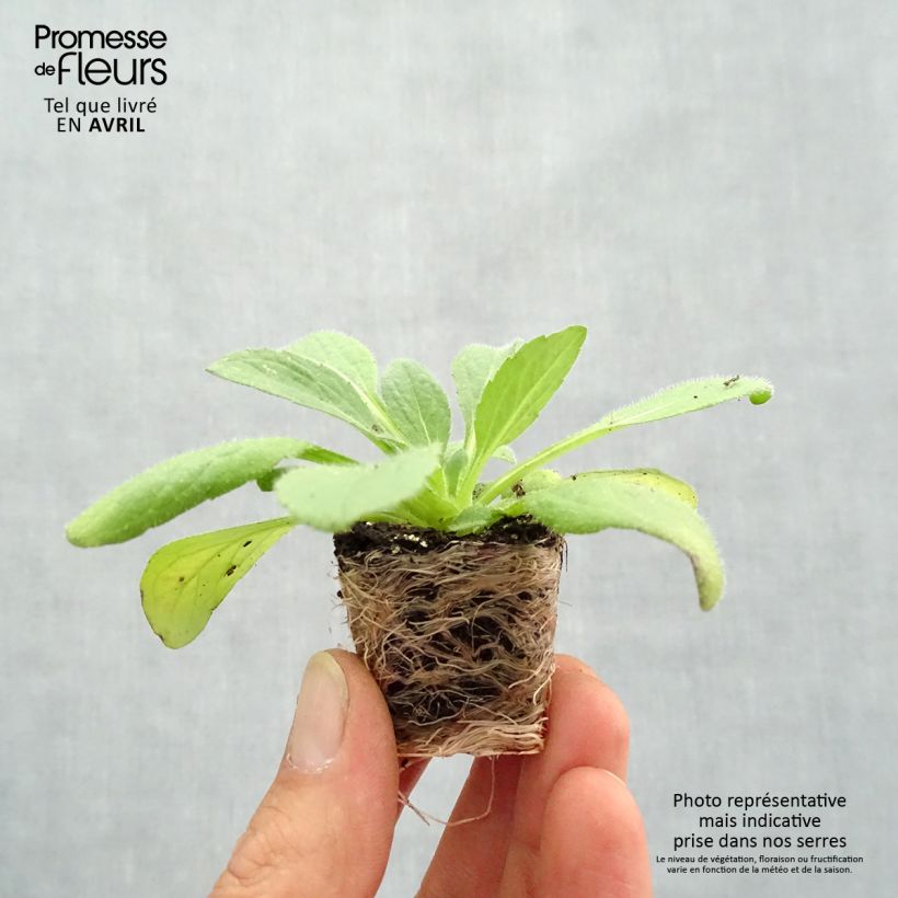 Amostra de Rudbeckia annuel Sunbeckia Ophelia Mini-motte Ø 1,5/2,5 cm tal como entregue na primavera