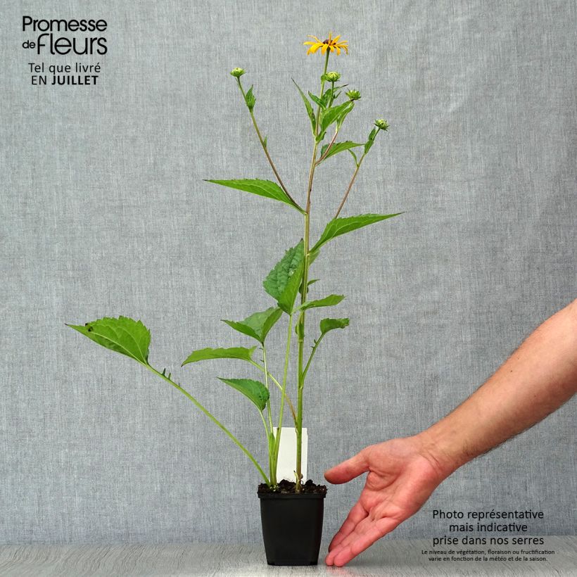Amostra de Rudbeckia fulgida Early Bird Gold Vaso de 8/9 cm tal como entregue no verão
