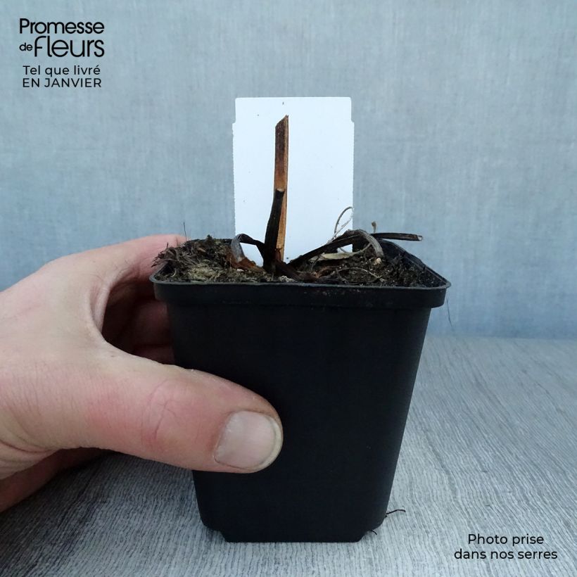 Amostra de Rudbeckia fulgida Early Bird Gold Vaso de 8/9 cm tal como entregue no inverno