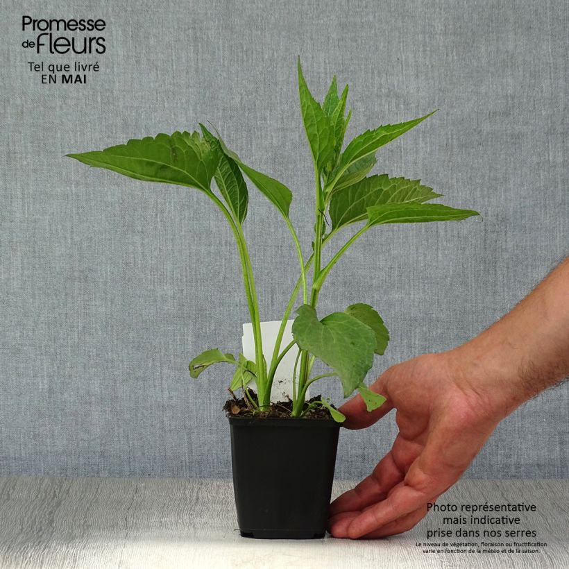 Amostra de Rudbeckia fulgida Early Bird Gold Vaso de 8/9 cm tal como entregue na primavera