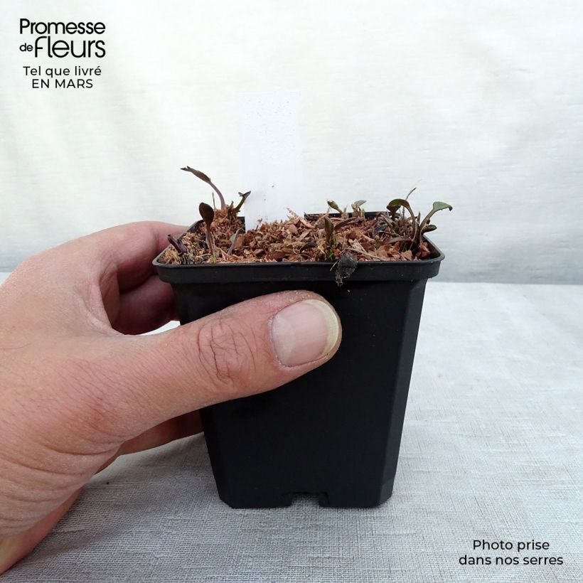 Amostra de Rudbeckia fulgida Forever Gold Vaso de 8/9 cm tal como entregue no inverno