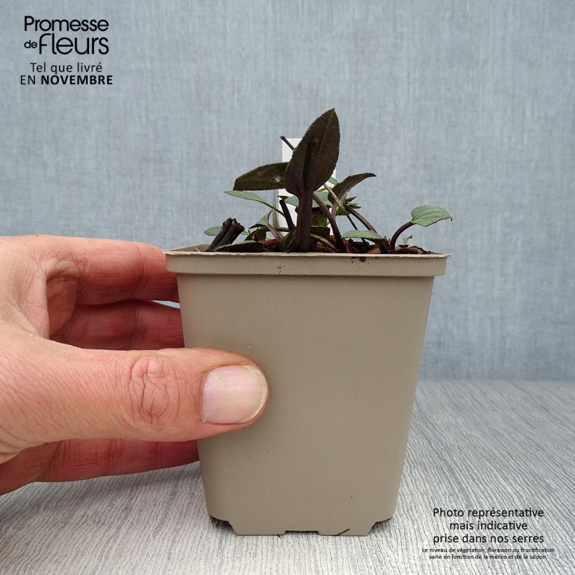 Amostra de Rudbeckia fulgida Forever Gold Vaso de 8/9 cm tal como entregue no outono