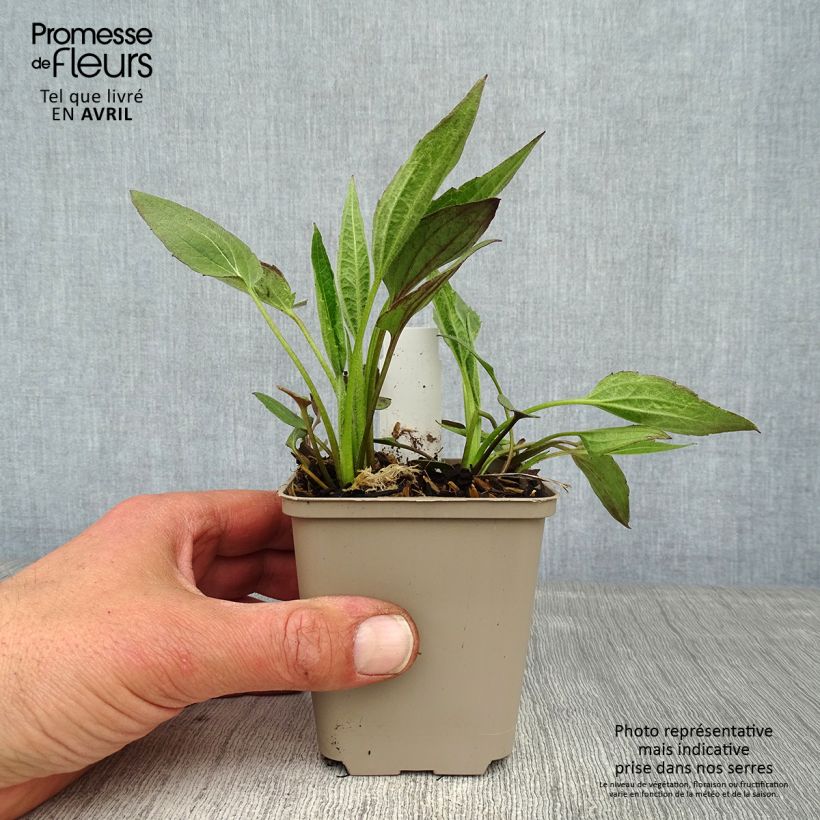 Amostra de Rudbeckia fulgida Forever Gold Vaso de 8/9 cm tal como entregue na primavera