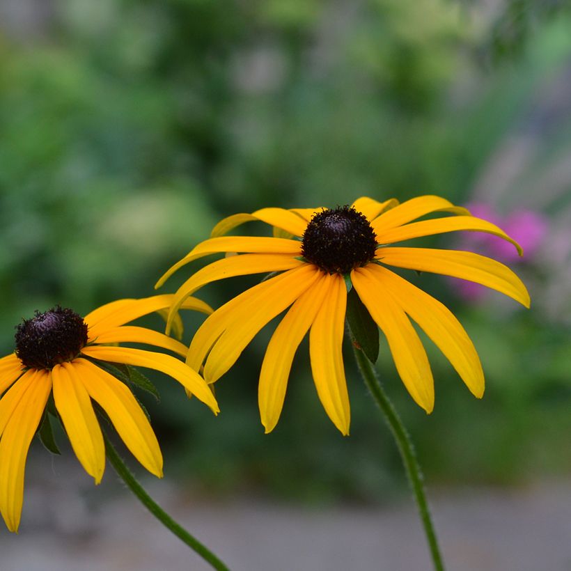 Rudbeckia fulgida Forever Gold (Floração)